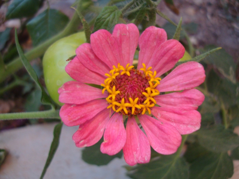 گل آهار - رها شریفی - مریم - روانشناس- Common zinnia